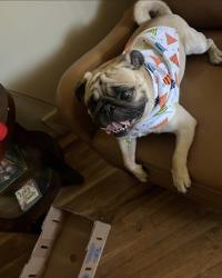 Lost Male Dog last seen Washburn St. and 8 mile, Detroit, MI 48221