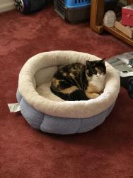 Lost Female Cat last seen Warm springs rd connector, Columbus, GA 31909