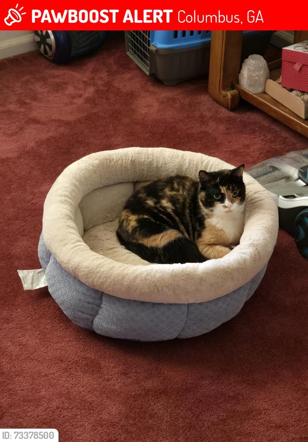 Lost Female Cat last seen Warm springs rd connector, Columbus, GA 31909