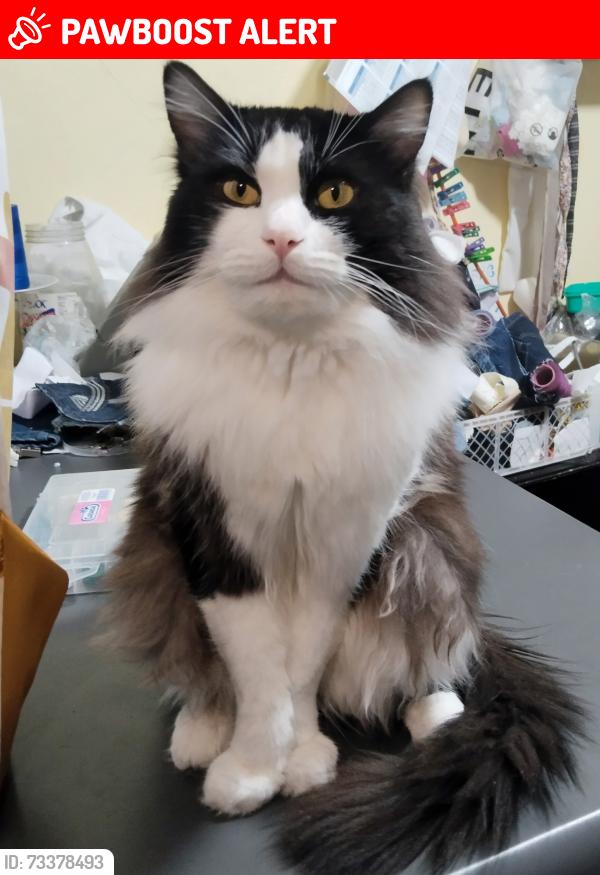 Lost Male Cat last seen Calle de la palma y calle agua zarca, San Miguel Almaya, Méx. 52710