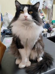 Lost Male Cat last seen Calle de la palma y calle agua zarca, San Miguel Almaya, Méx. 52710