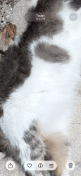 Found/Stray Unknown Cat last seen in between Orlando Avenue and Shoreview across from McDonald’s on Fairbanks laid on side of the road, Winter Park, FL 32789