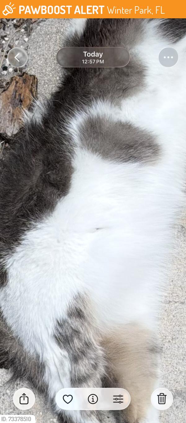 Found/Stray Unknown Cat last seen in between Orlando Avenue and Shoreview across from McDonald’s on Fairbanks laid on side of the road, Winter Park, FL 32789