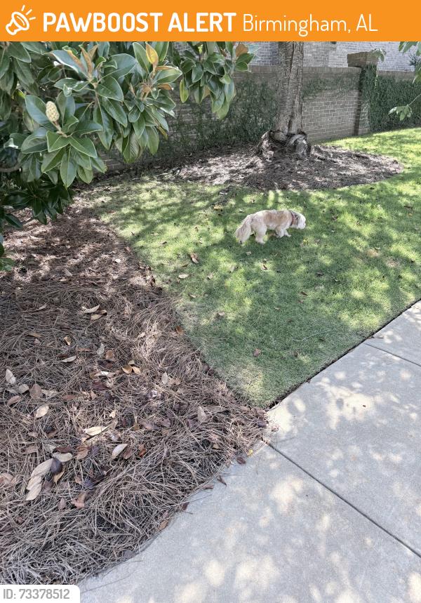 Found/Stray Unknown Dog last seen Arlington Ave & Highland Ave, Birmingham, AL 35205