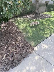 Found/Stray Unknown Dog last seen Arlington Ave & Highland Ave, Birmingham, AL 35205