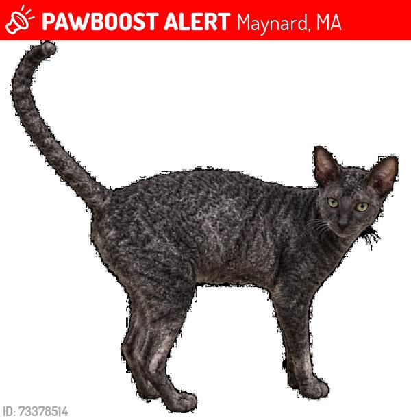 Lost Female Cat last seen Tobin Drive and Old Marlboro Road, Maynard, MA 01754