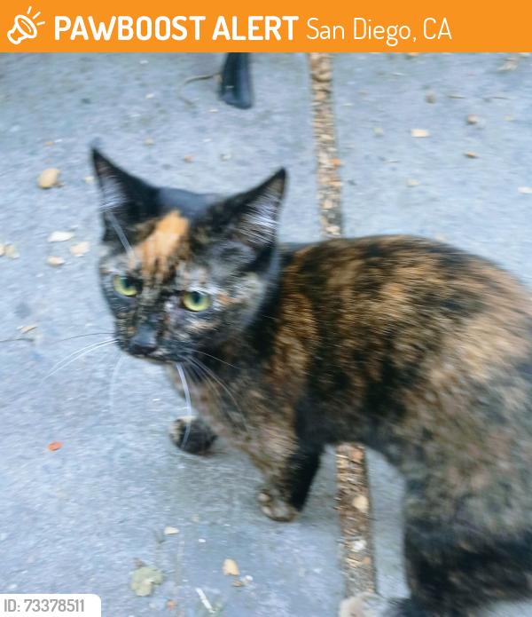 Found/Stray Unknown Cat last seen Lincoln and Utah, San Diego, CA 92104