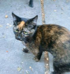 Found/Stray Unknown Cat last seen Lincoln and Utah, San Diego, CA 92104