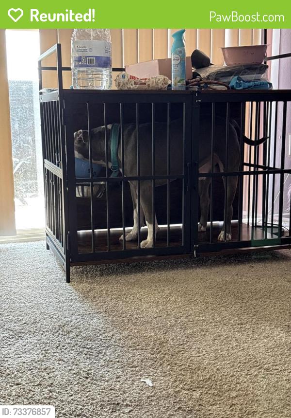 Reunited Male Dog last seen Suitland rd Pennsylvania Avenue southern avenue, Washington, DC 20020