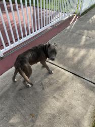 Found/Stray Female Dog last seen Live like Bella park, Homestead, FL 33033