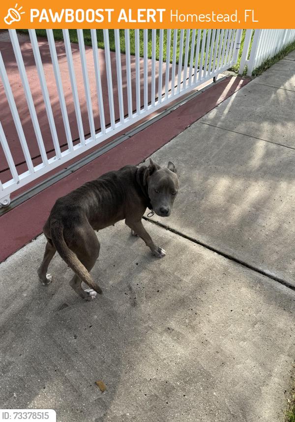 Found/Stray Female Dog last seen Live like Bella park, Homestead, FL 33033