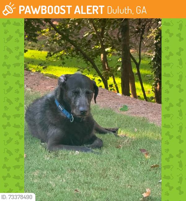 Found/Stray Male Dog last seen Cypress Pond Pass and Bagley Passage, Sugarloaf Country Club Neighborhood, Duluth, Duluth, GA 30097