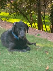 Found/Stray Male Dog last seen Cypress Pond Pass and Bagley Passage, Sugarloaf Country Club Neighborhood, Duluth, Duluth, GA 30097