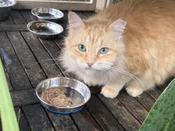 Lost Male Cat last seen Morning Dew Ln / Hallowing Point Rd, Houston, TX 77067