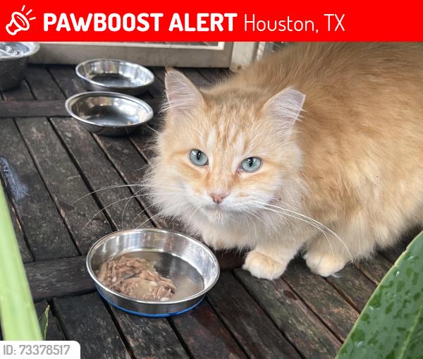 Lost Male Cat last seen Morning Dew Ln / Hallowing Point Rd, Houston, TX 77067