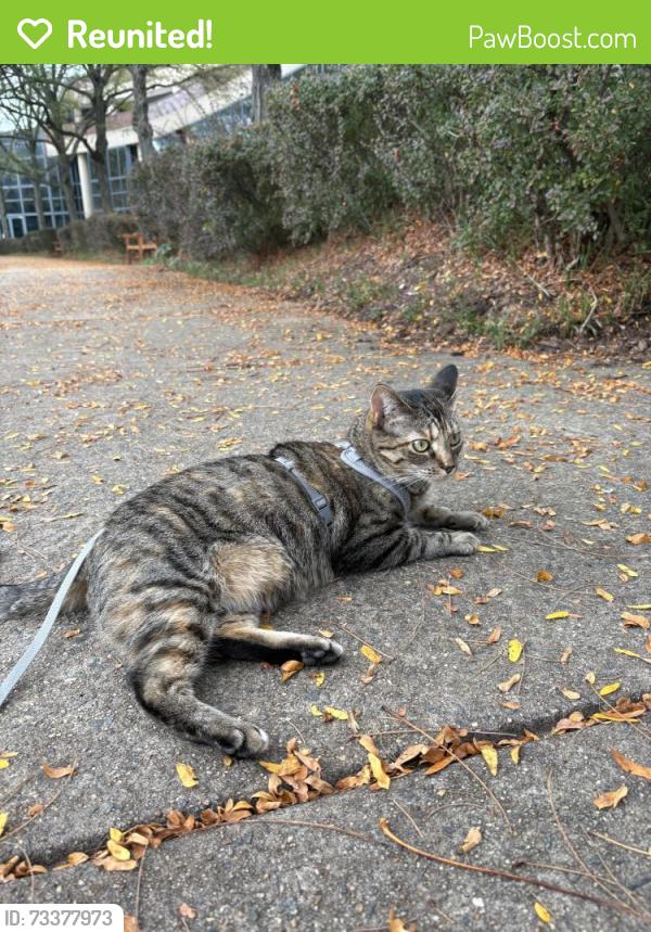 Reunited Female Cat last seen Fairfax Government Center, Fairfax, VA 22035