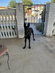 Found/Stray Male Dog last seen South Chester & Planz, Bakersfield, CA 93304