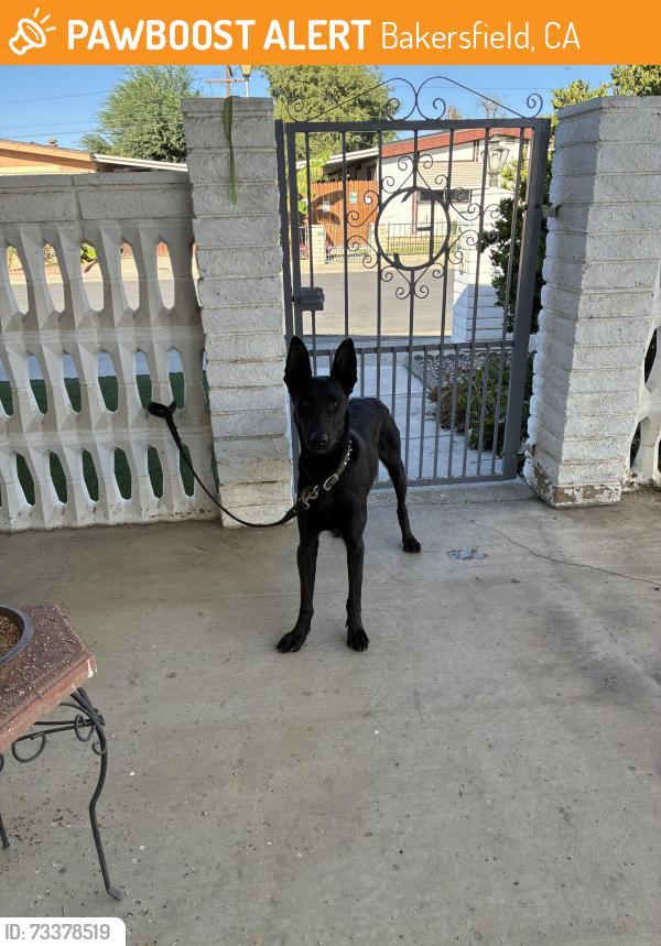Found/Stray Male Dog last seen South Chester & Planz, Bakersfield, CA 93304