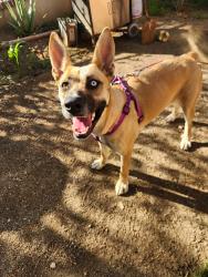 Found/Stray Female Dog last seen walmart, kelly johnson parkway, Santa Clarita, CA 91355