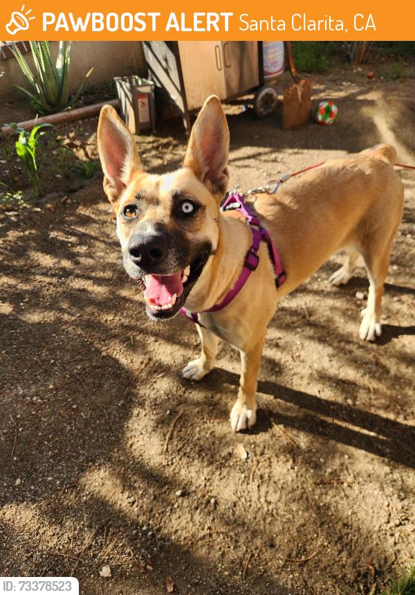 Found/Stray Female Dog last seen walmart, kelly johnson parkway, Santa Clarita, CA 91355