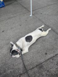 Lost Male Dog last seen Bookertwhashington54, New York, NY 10023