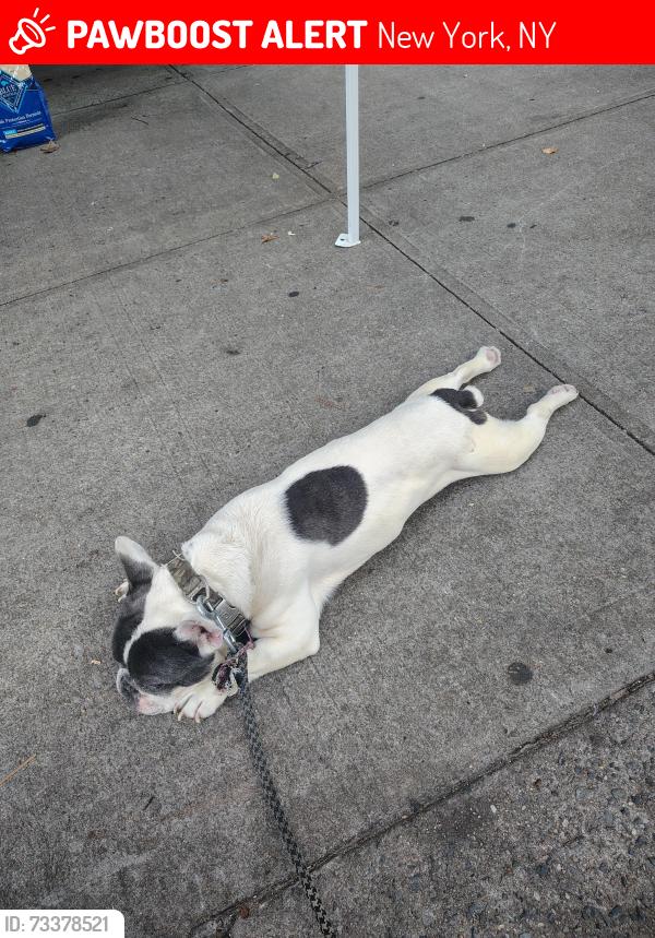 Lost Male Dog last seen Bookertwhashington54, New York, NY 10023