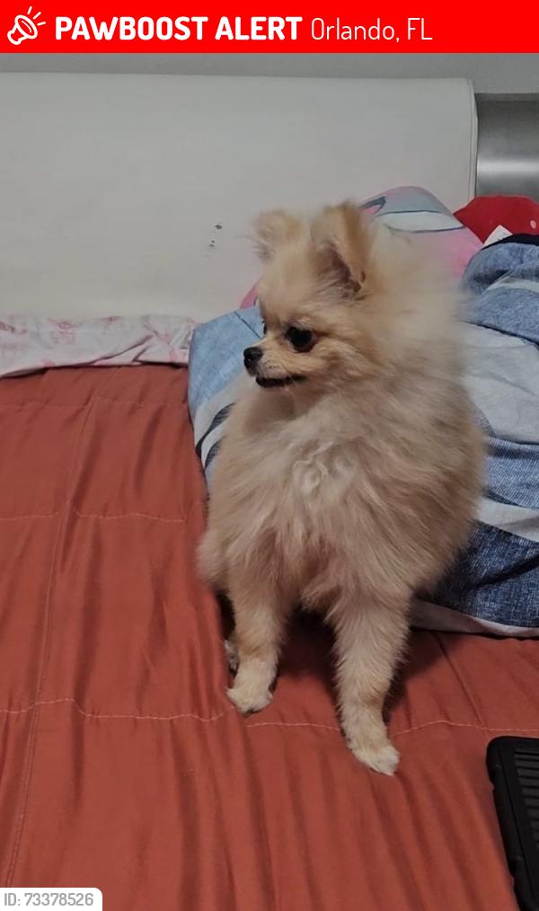 Lost Female Dog last seen Raleigh st & poppy Ave, Orlando, FL 32811
