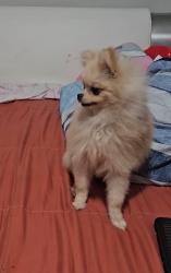 Lost Female Dog last seen Raleigh st & poppy Ave, Orlando, FL 32811