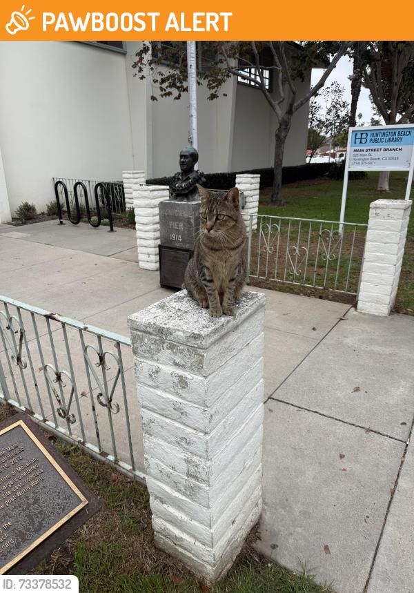 Found/Stray Unknown Cat last seen Downtown library, Huntington Beach, CA 92648