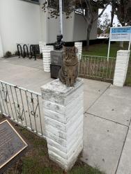 Found/Stray Unknown Cat last seen Downtown library, Huntington Beach, CA 92648