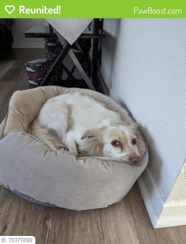 Reunited Male Dog last seen Commerce St, Euless, TX 76040, EE. UU., Euless, TX 76040