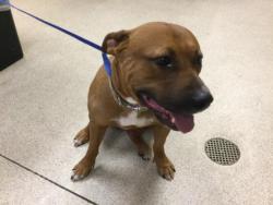 Shelter Stray Female Dog last seen Near BLOCK ORANGE TERRACE PKWY, RIVERSIDE CA 92508, 6851 Van Buren Boulevard, Jurupa Valley, CA 92509, USA
