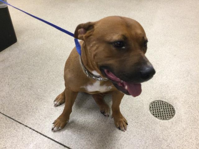 Shelter Stray Female Dog last seen Near BLOCK ORANGE TERRACE PKWY, RIVERSIDE CA 92508, 6851 Van Buren Boulevard, Jurupa Valley, CA 92509, USA