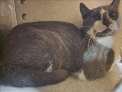 Shelter Stray Male Cat last seen , 11361 W Pico Blvd, Los Angeles, CA 90064, USA
