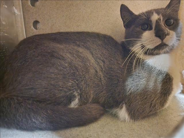 Shelter Stray Male Cat last seen , 11361 W Pico Blvd, Los Angeles, CA 90064, USA