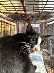 Shelter Stray Female Cat last seen , 957 N Gaffey St, San Pedro, CA 90731, USA