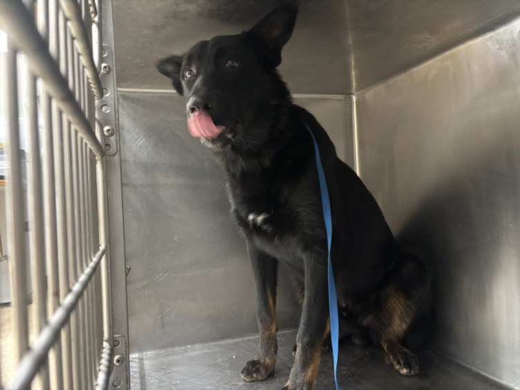 Shelter Stray Male Dog last seen , 957 N Gaffey St, San Pedro, CA 90731, USA