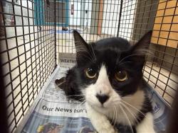 Shelter Stray Female Cat last seen , 957 N Gaffey St, San Pedro, CA 90731, USA