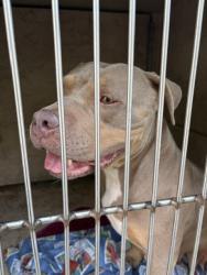 Shelter Stray Female Dog last seen Near BLOCK W BRITTON, 2811 SE 29th St, Oklahoma City, OK 73129, USA