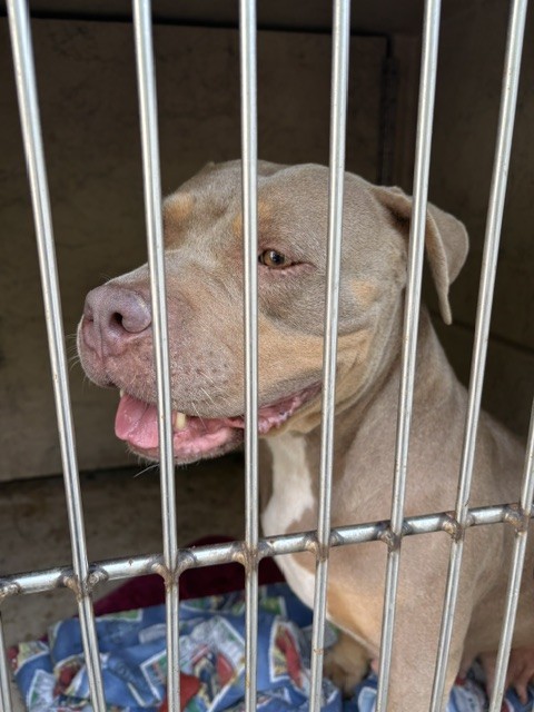 Shelter Stray Female Dog last seen Near BLOCK W BRITTON, 2811 SE 29th St, Oklahoma City, OK 73129, USA