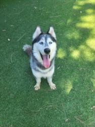 Shelter Stray Male Dog last seen , 14409 Vanowen St, Van Nuys, CA 91405, USA