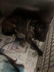 Shelter Stray Male Dog last seen , 14409 Vanowen St, Van Nuys, CA 91405, USA