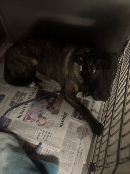 Shelter Stray Male Dog last seen , 14409 Vanowen St, Van Nuys, CA 91405, USA