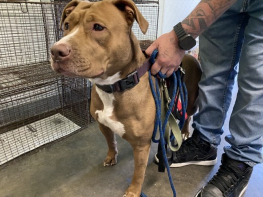 Shelter Stray Female Dog last seen , 1850 W 60th St, Los Angeles, CA 90047, USA