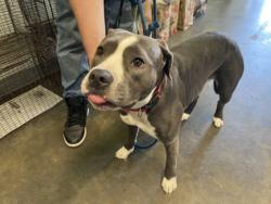 Shelter Stray Female Dog last seen , 1850 W 60th St, Los Angeles, CA 90047, USA