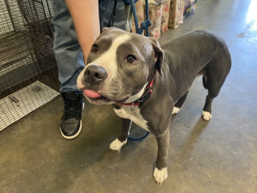 Shelter Stray Female Dog last seen , 1850 W 60th St, Los Angeles, CA 90047, USA