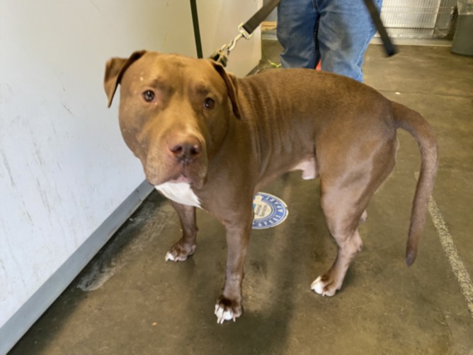 Shelter Stray Male Dog last seen , 1850 W 60th St, Los Angeles, CA 90047, USA