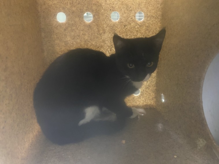 Shelter Stray Female Cat last seen , 1850 W 60th St, Los Angeles, CA 90047, USA