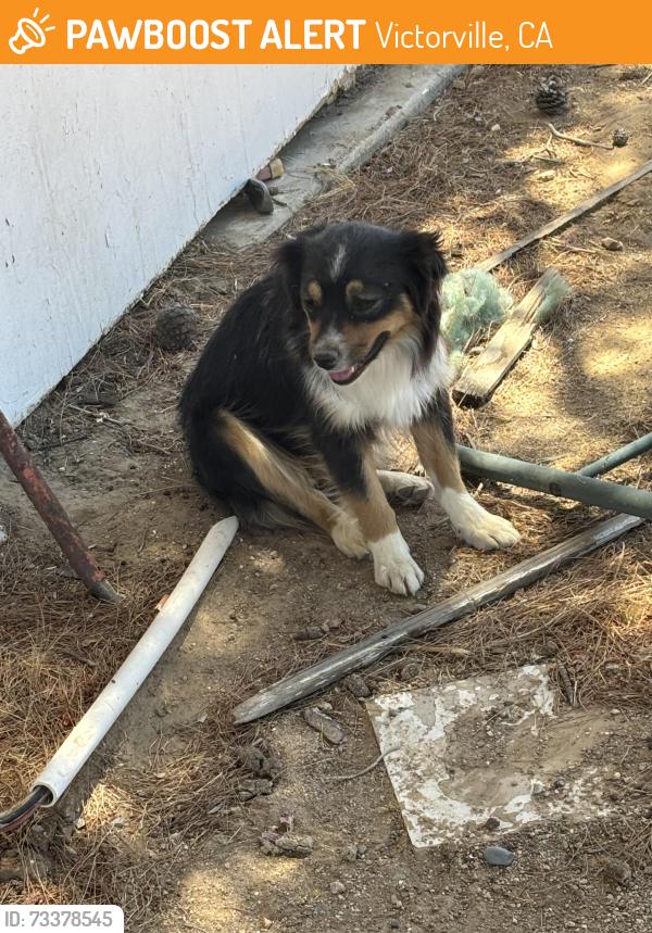 Found/Stray Female Dog last seen Near, Victorville, CA 92392