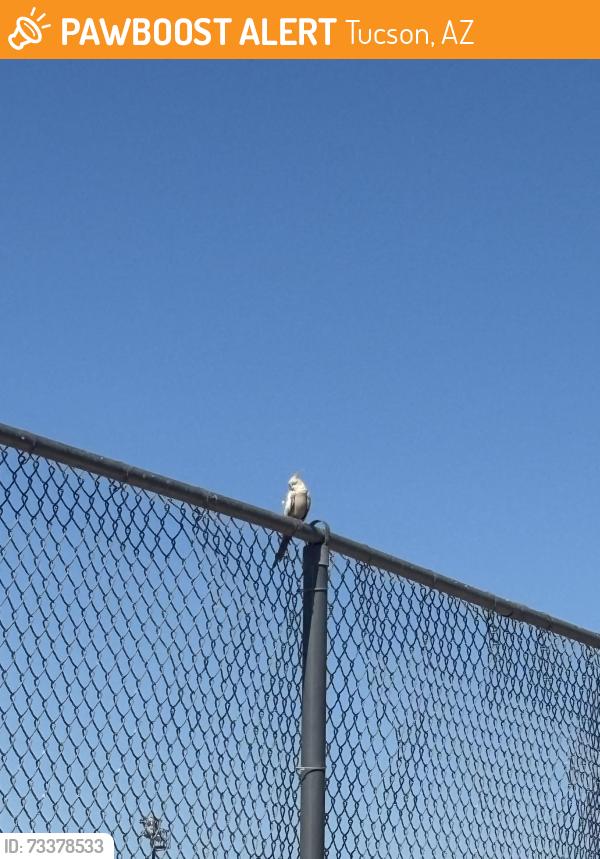 Found/Stray Unknown Bird last seen Found at baseball fields off of Craycroft and Golflinks Rd, Tucson, AZ 85711